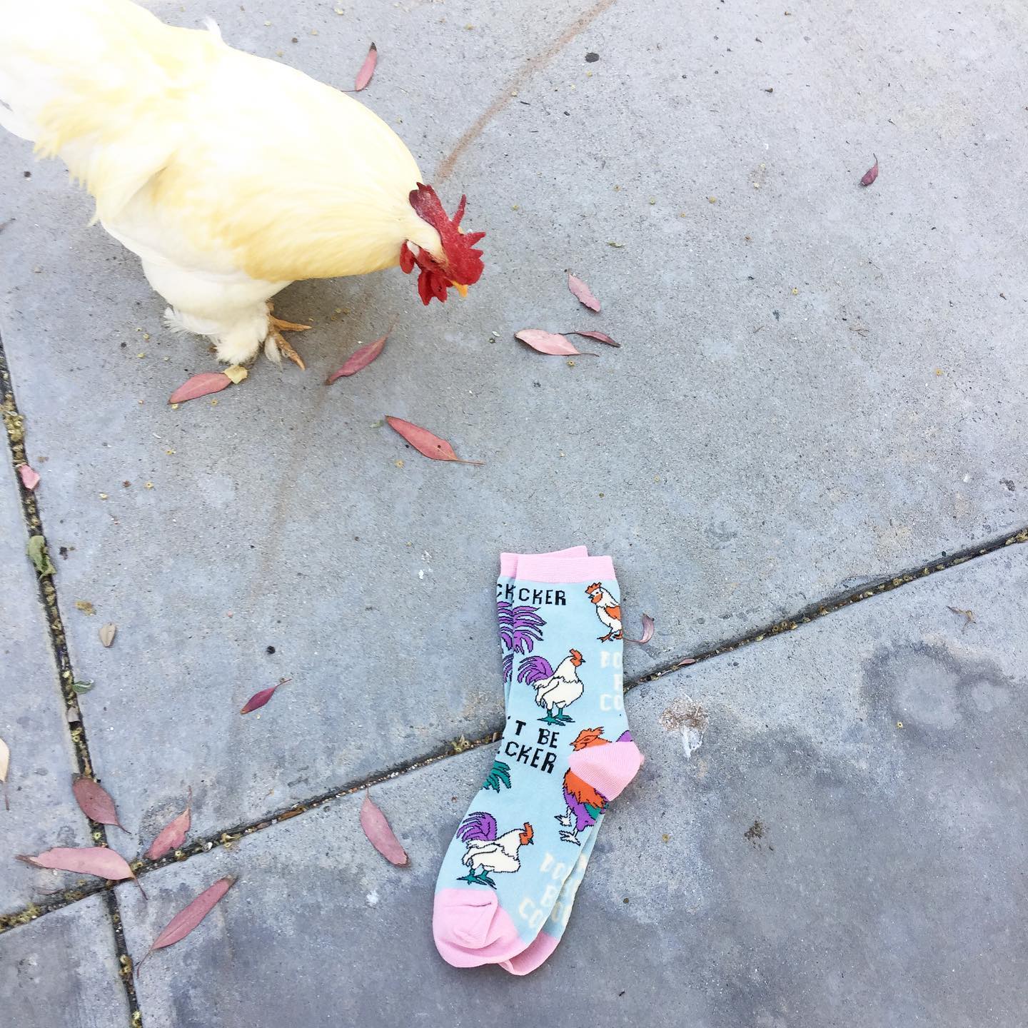 Women's Pecker Socks