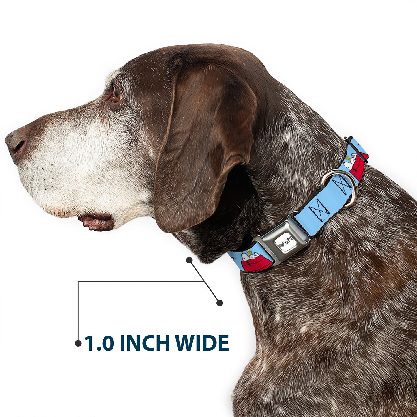 PEANUTS Title Logo Full Color Gray/White Seatbelt Buckle Collar - Peanuts Snoopy and Woodstock Dog House Pose and Text Sky Blue