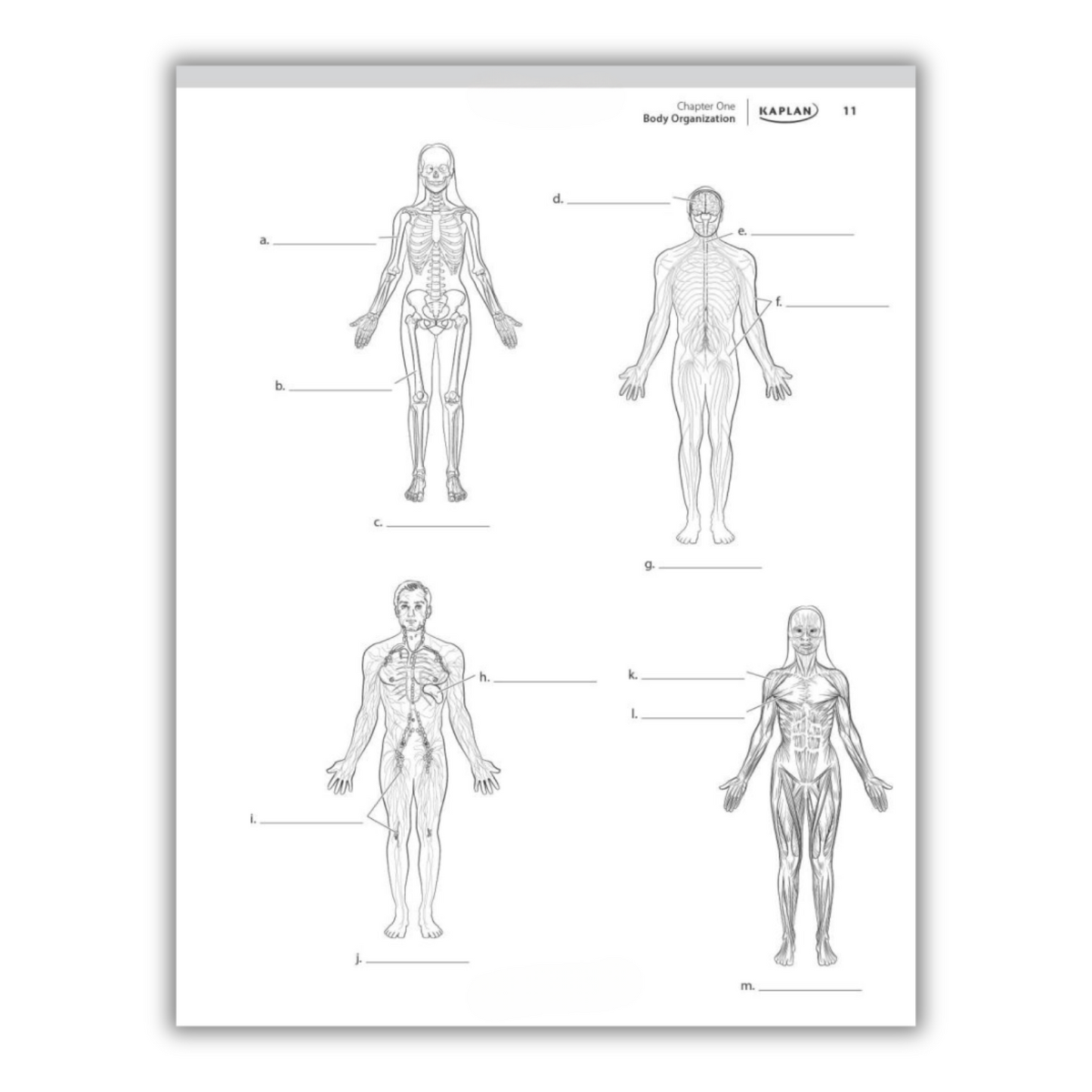 Anatomy Coloring Book: 10th Edition (Spiral Bound)