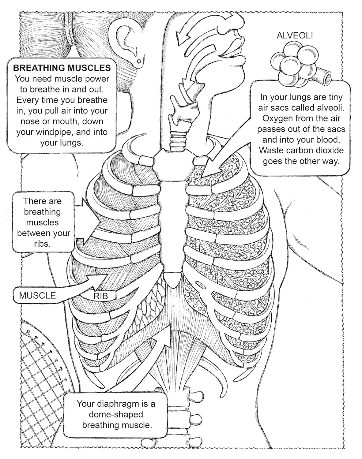 My First Human Body Book (Spiral Bound)