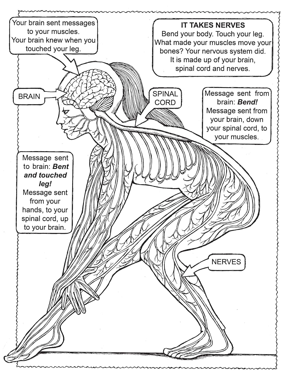 My First Human Body Book (Spiral Bound)