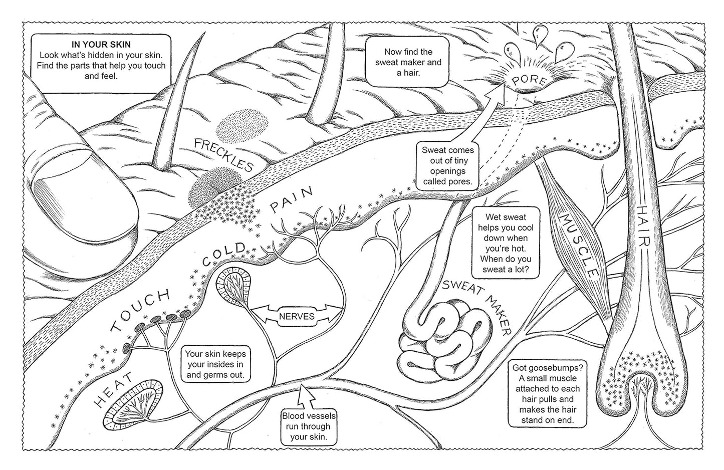 My First Human Body Book (Spiral Bound)