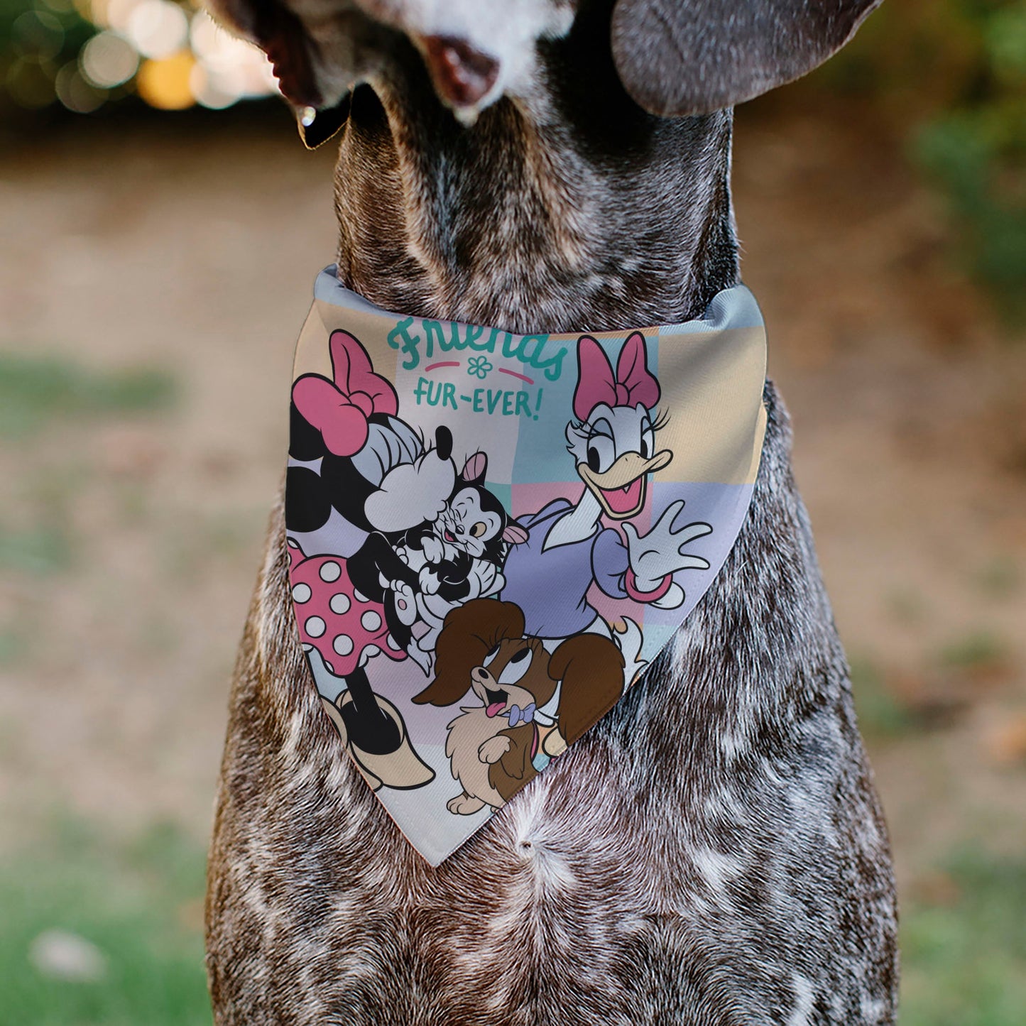 Pet Bandana - Minnie Mouse and Daisy Duck with Figaro and Fifi FRIENDS FUR-EVER Multi Color