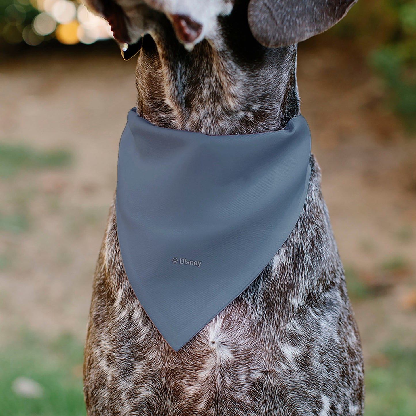 Pet Bandana - Lion King No Worries Silhouette Reflection Pose Blues/Pinks/Yellow