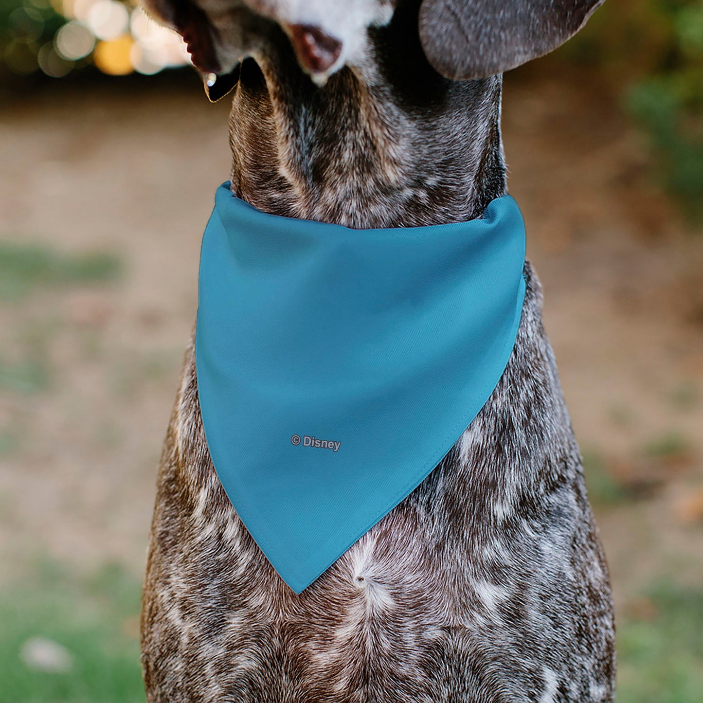 Pet Bandana - Cinderella Face Pose Close-Up Blues