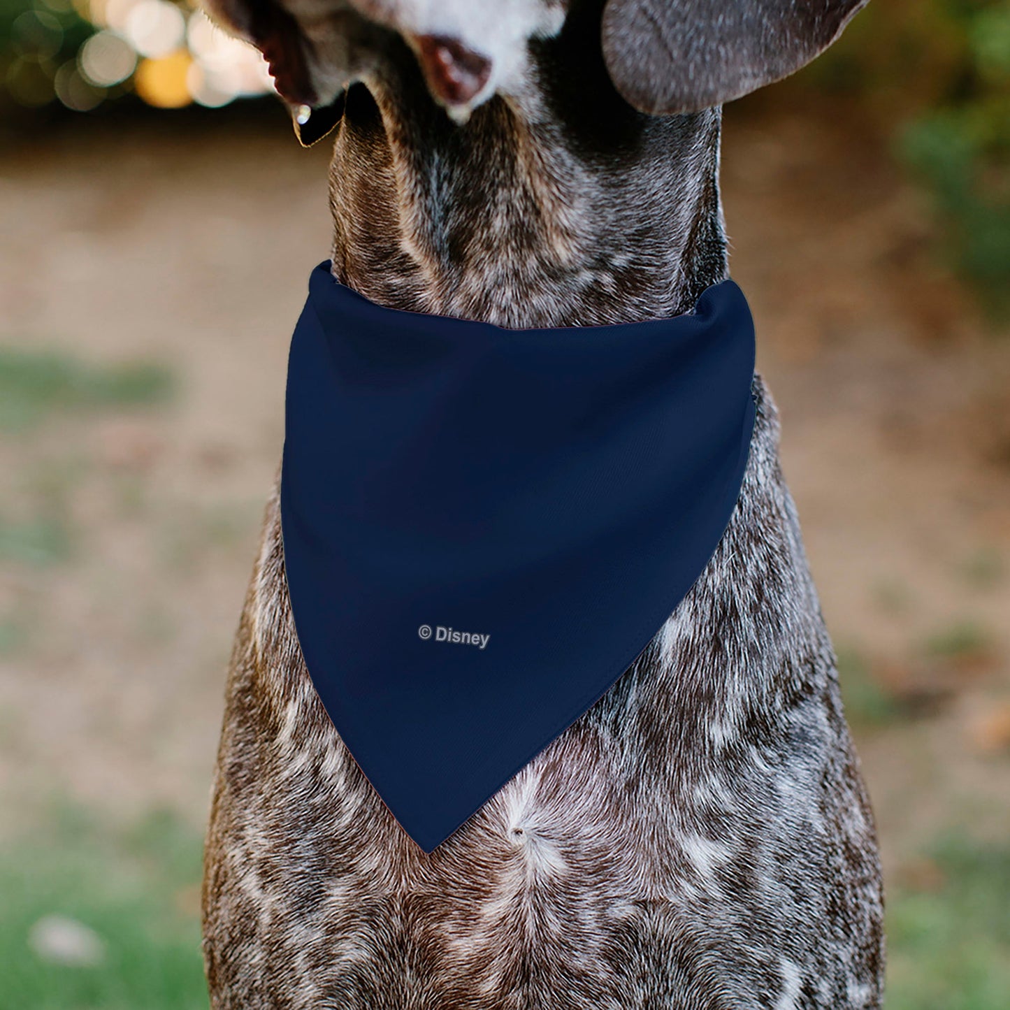 Pet Bandana - BEAUTY & THE BEAST Belle and Beast Dancing Pose Blue/Multi Color