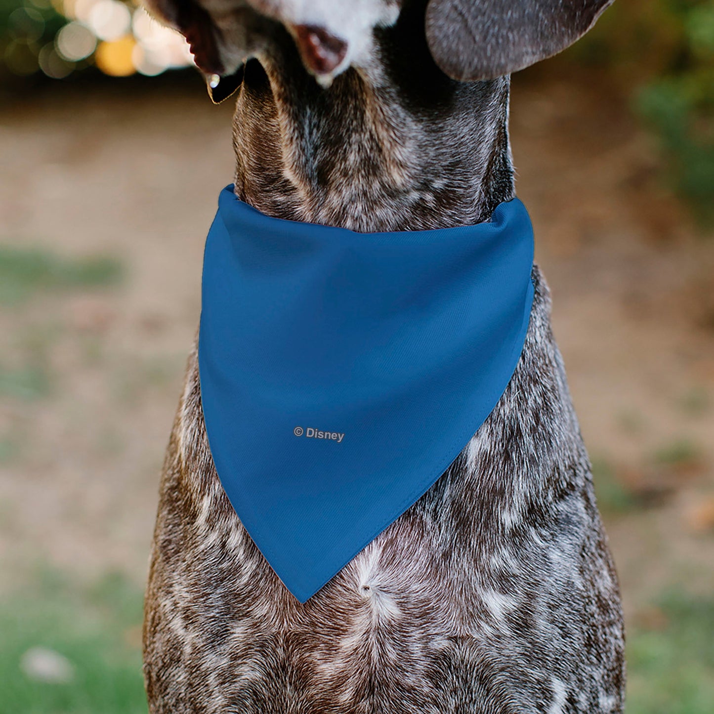 Pet Bandana - Stitch EXPERIMENT 626 Logo Blue/Pink