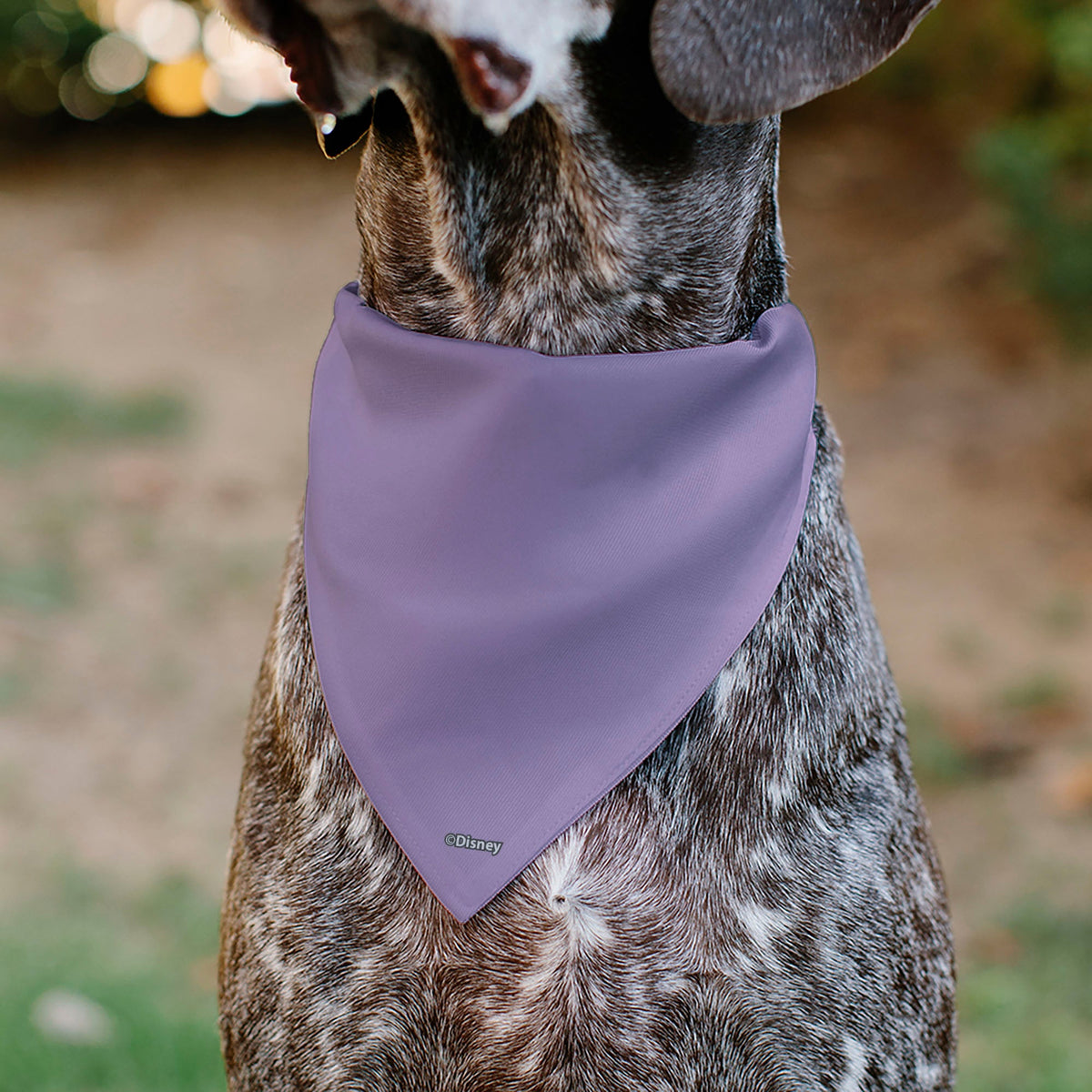 Pet Bandana - Daisy Duck Smiling Pose with Daisies Lavender