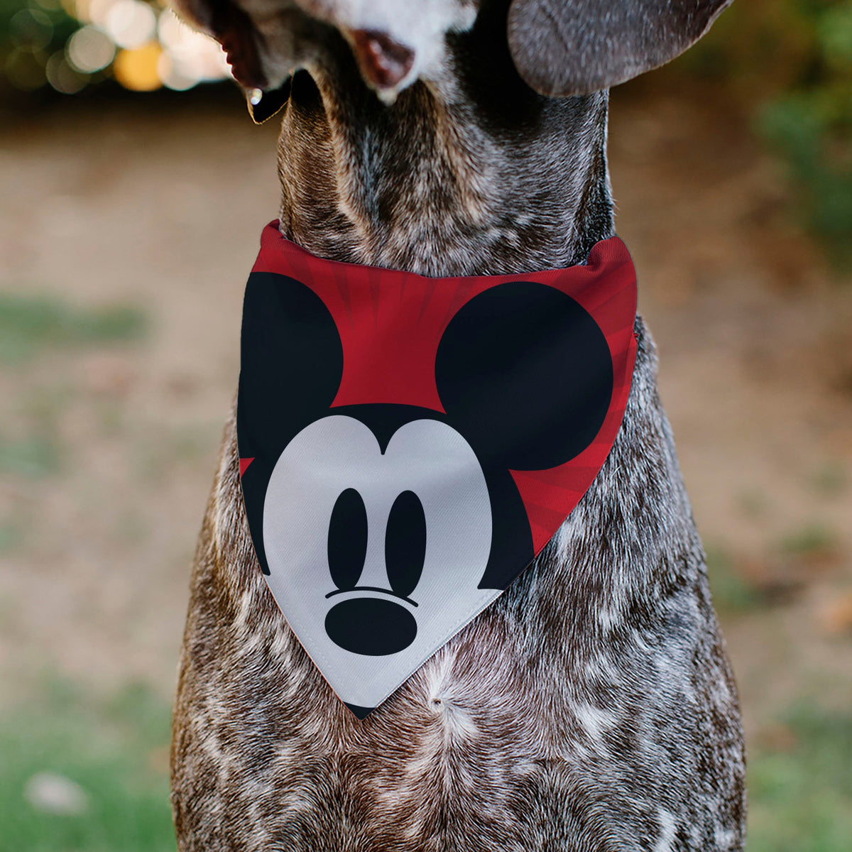 Pet Bandana - Mickey Mouse Eyes Sunburst Reds