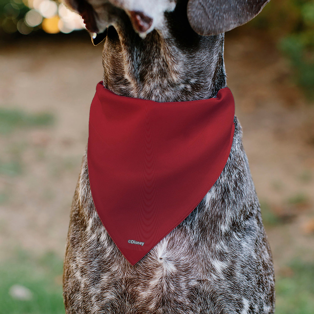 Pet Bandana - Mickey Mouse Eyes Sunburst Reds