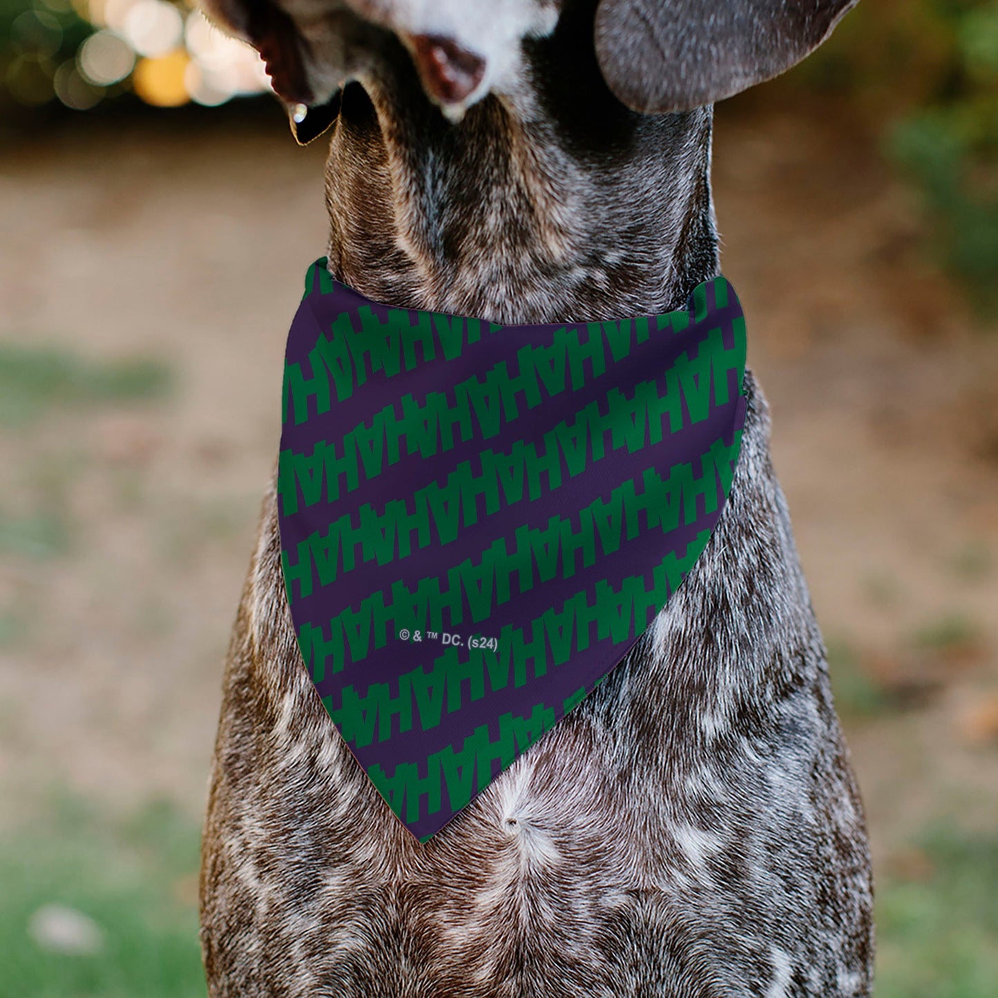 Pet Bandana - The Joker Laugh HAHAHA Text Purple/Green