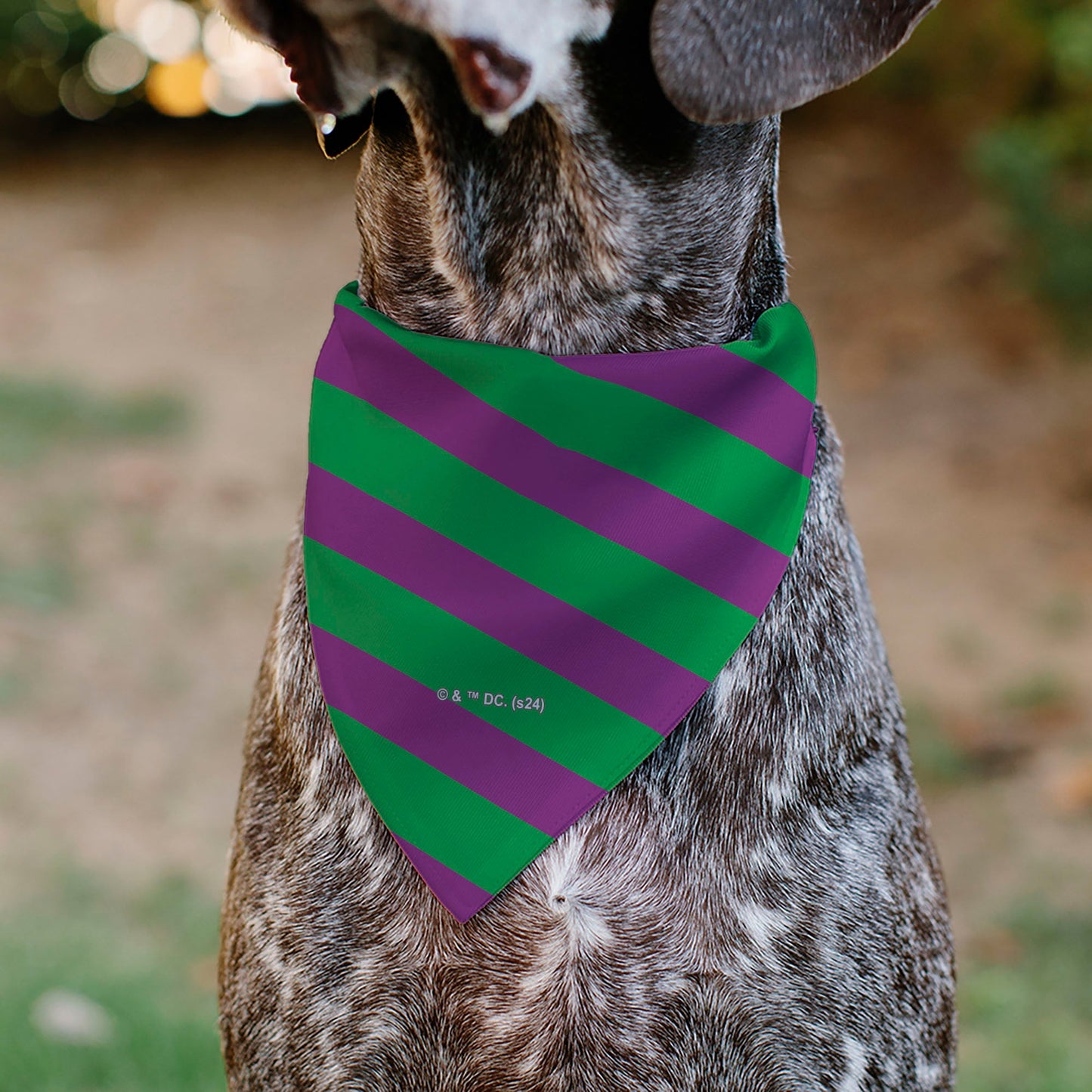 Pet Bandana - THE JOKER Title Logo and Stripe Green/Purple