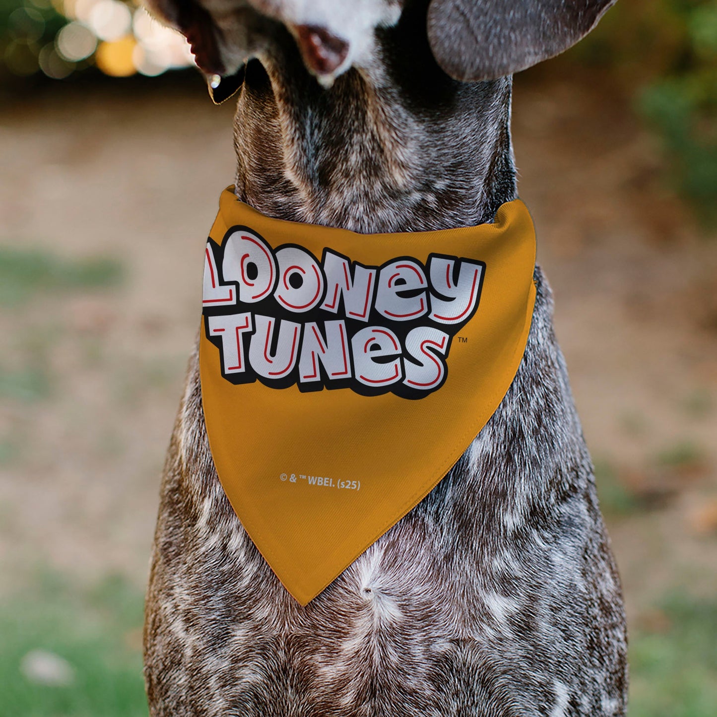 Pet Bandana - LOONEY TUNES Five Character Target Pose Orange