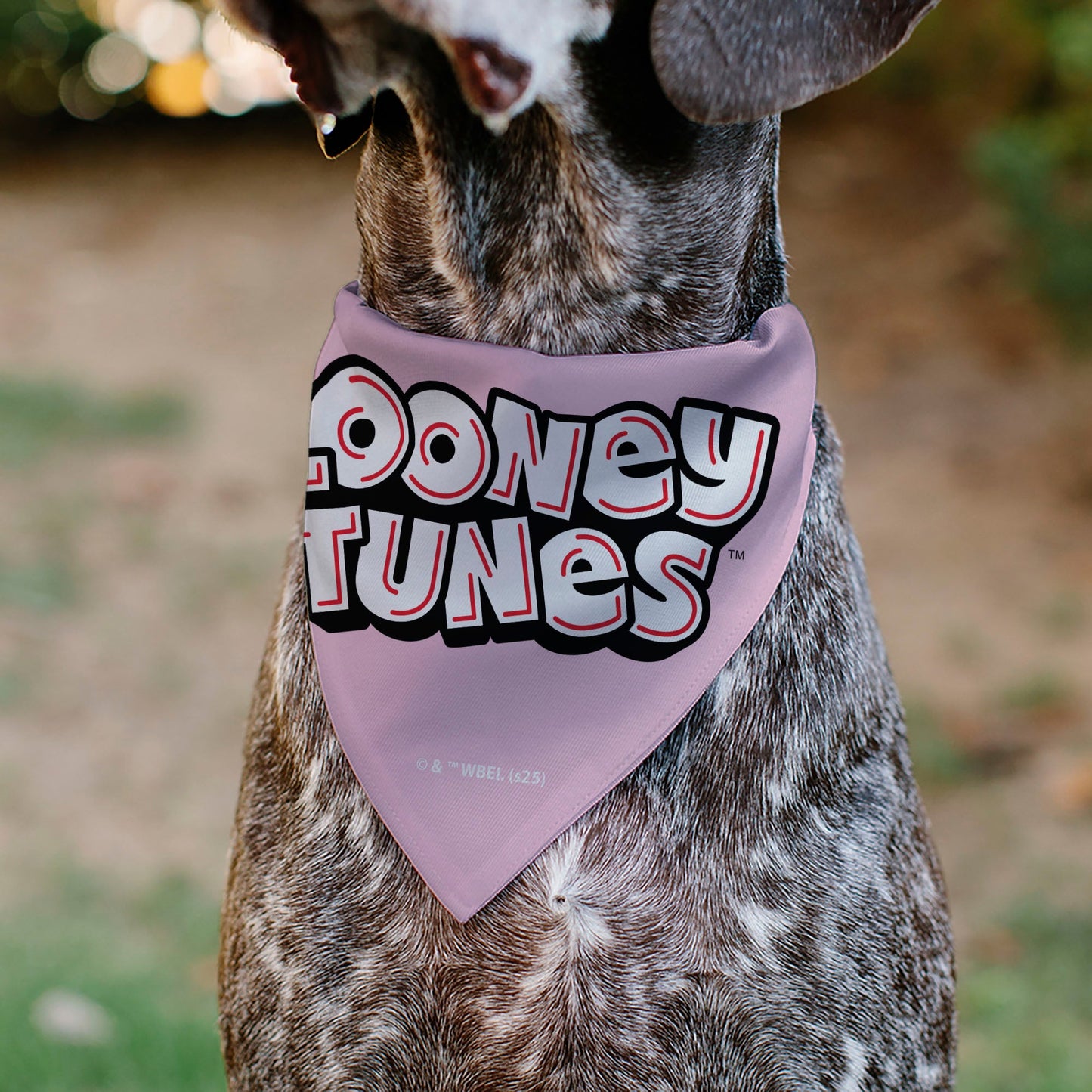 Pet Bandana - Daffy Duck YOU'RE A GEM Heart Pose and Title Logo Pink