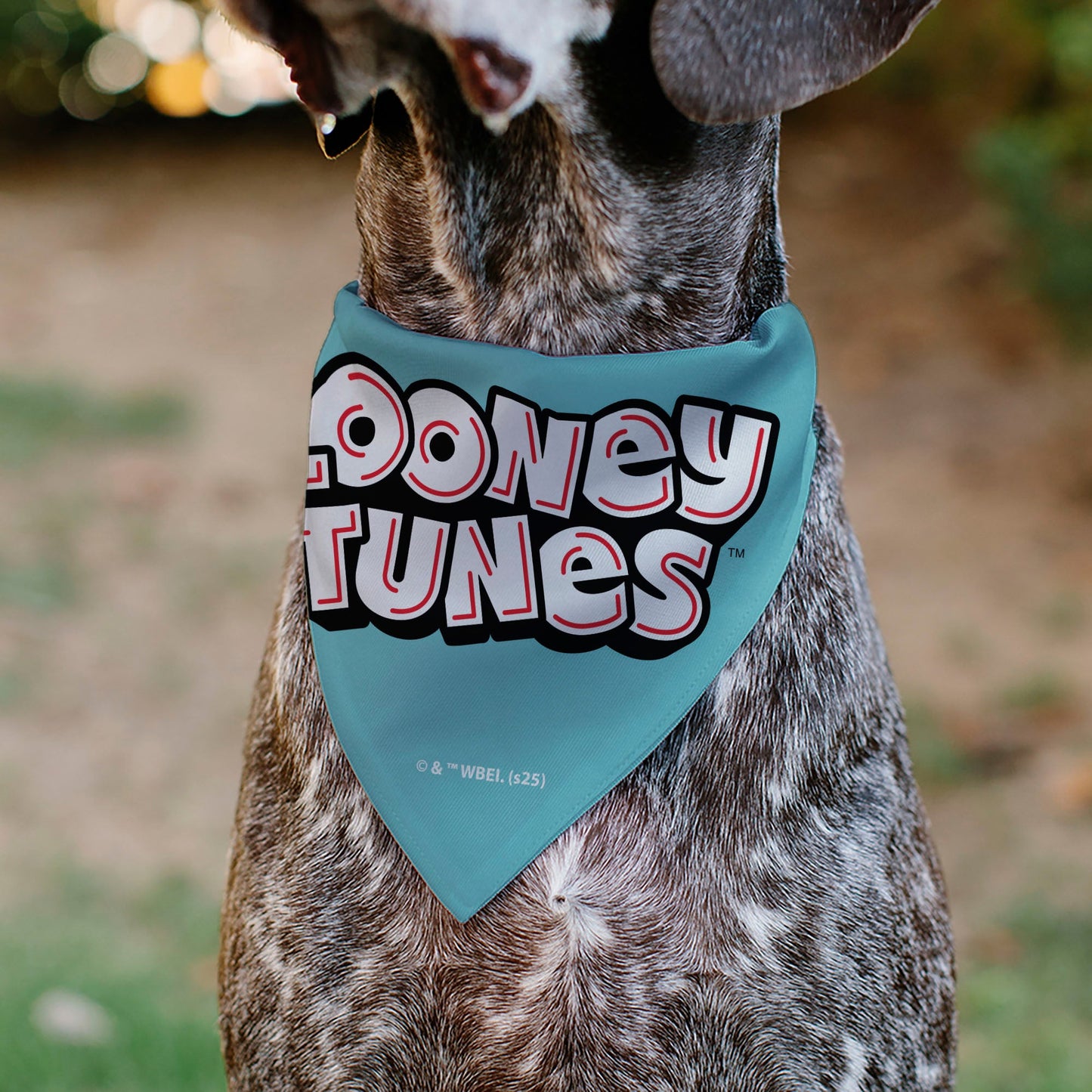 Pet Bandana - Taz Tasmanian Devil CRAZY IN LOVE Heart Pose and Title Logo Blue