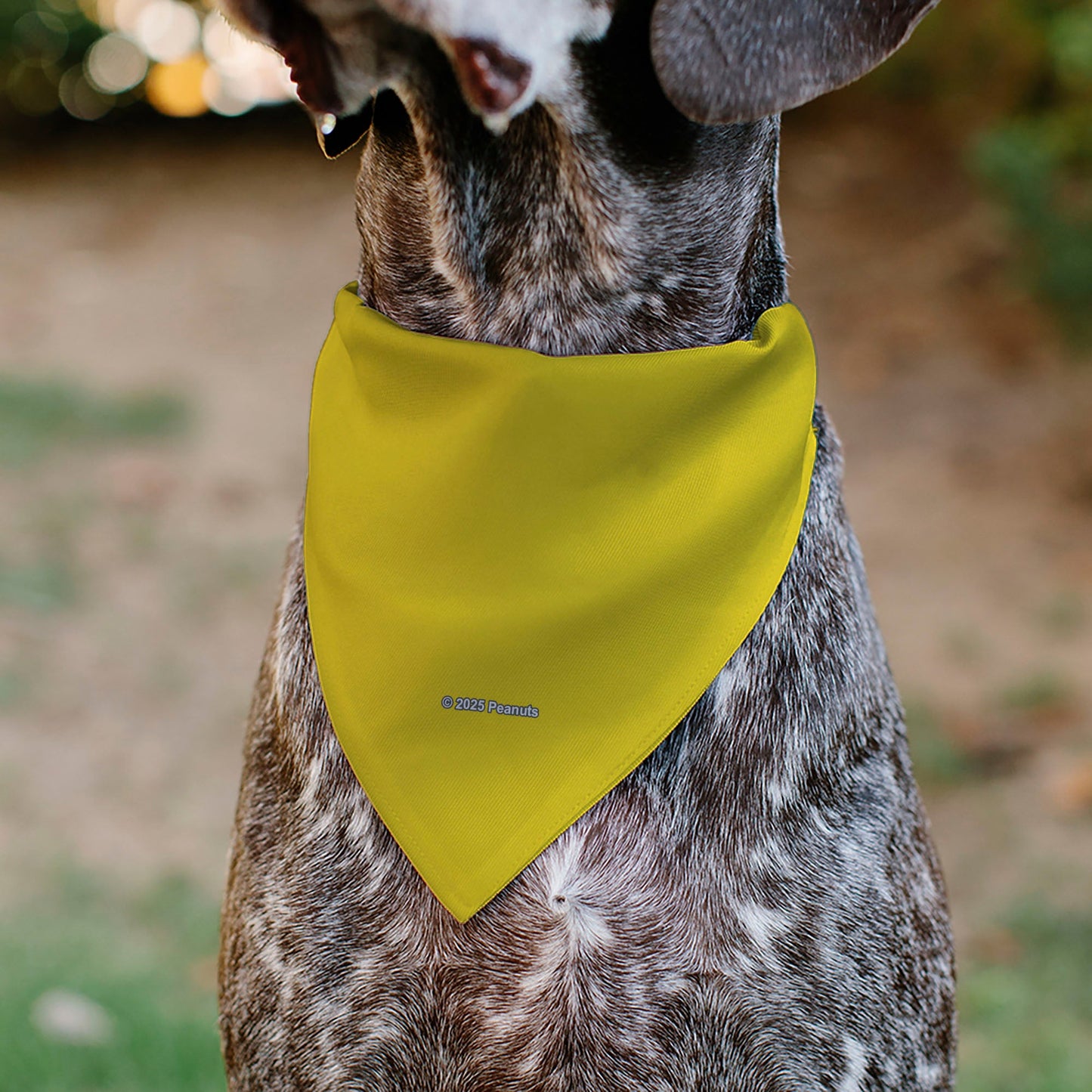 Pet Bandana - Peanuts Charlie Brown Smiling Face Pose with Stripe Yellow