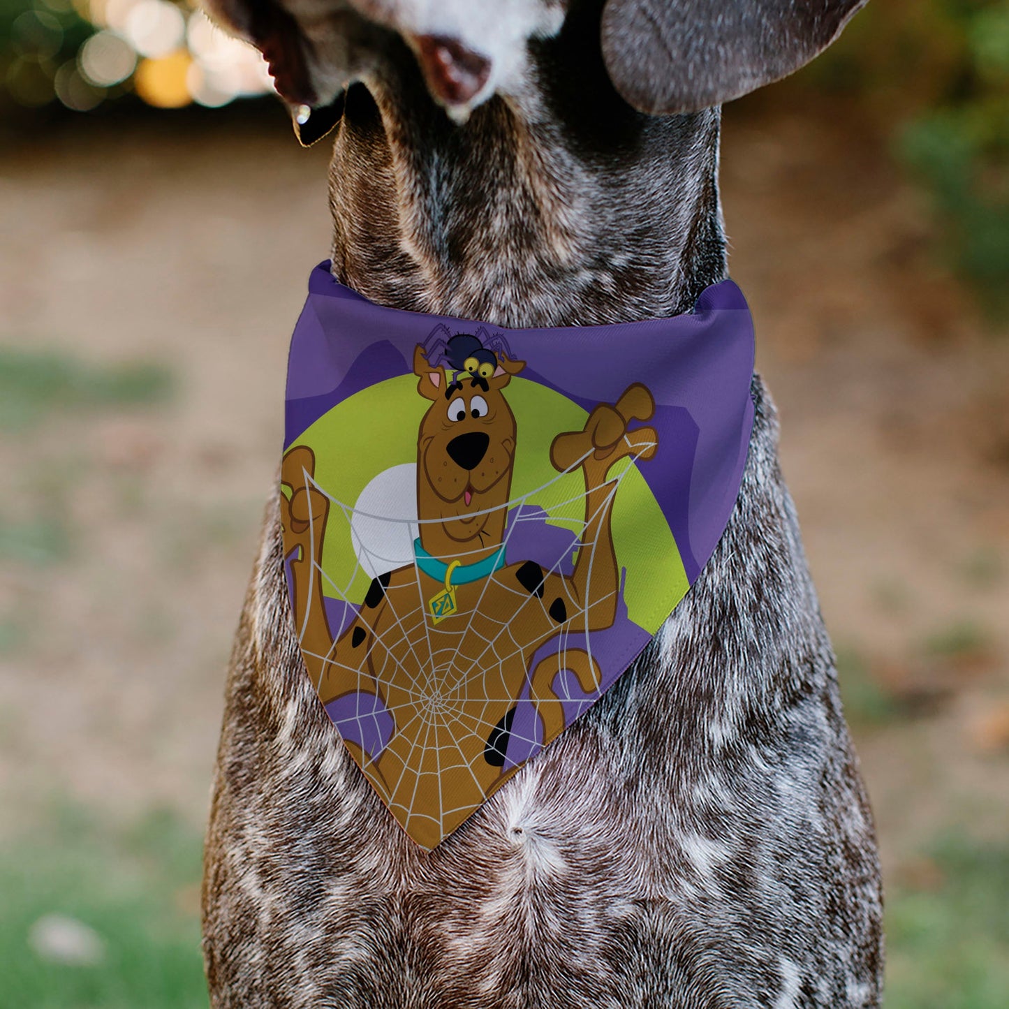 Pet Bandana - Scooby Doo Halloween Spider Web CREEPY CRAWLIES Pose Purples