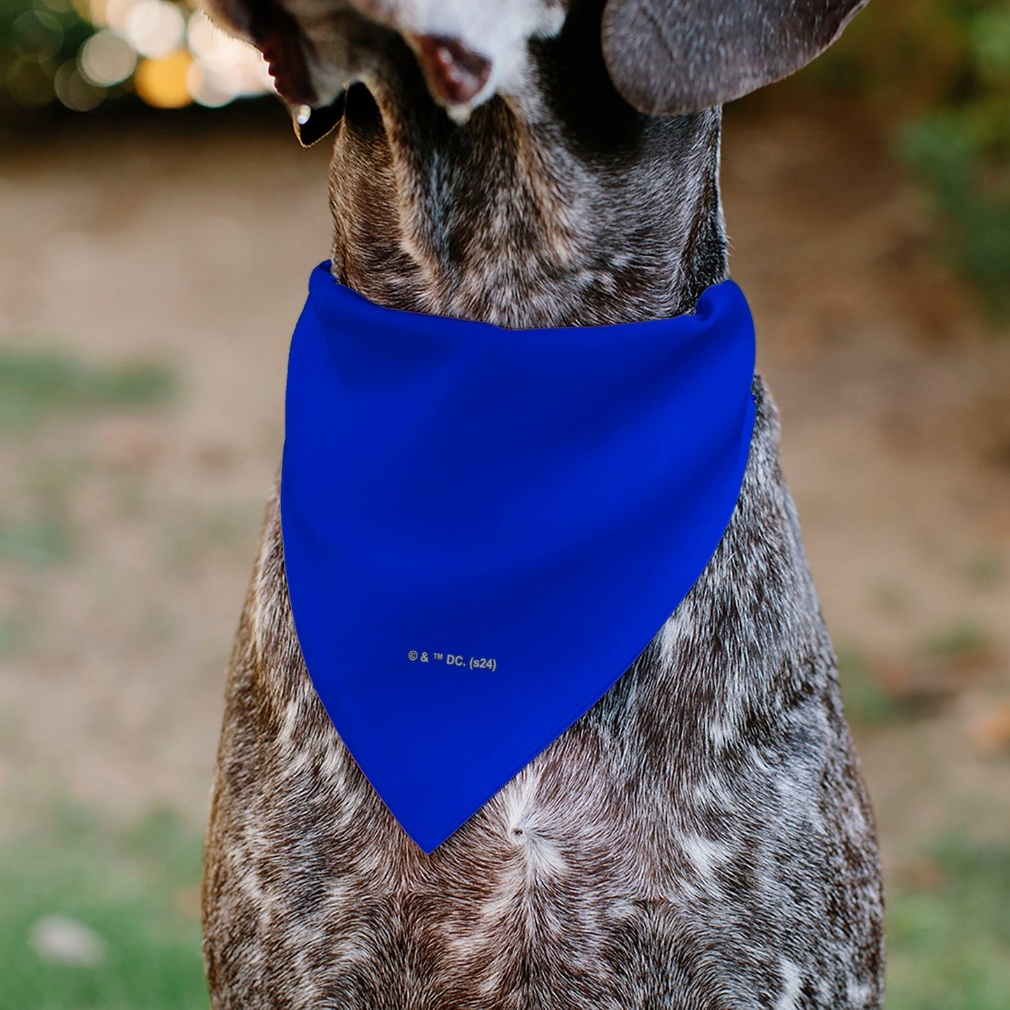 Pet Bandana - Superman Shield Logo Blue/Red/Yellow