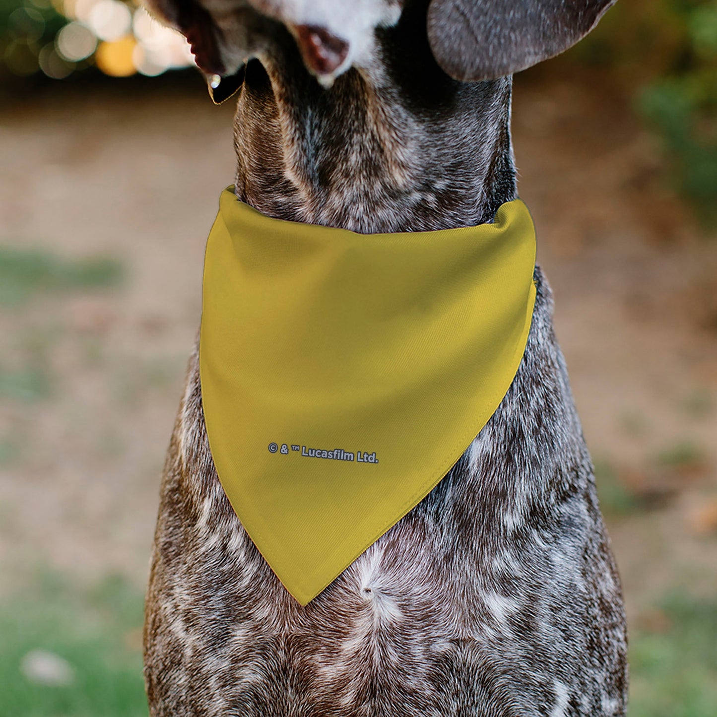 Pet Bandana - Star Wars C-3PO Character Close-Up Yellow