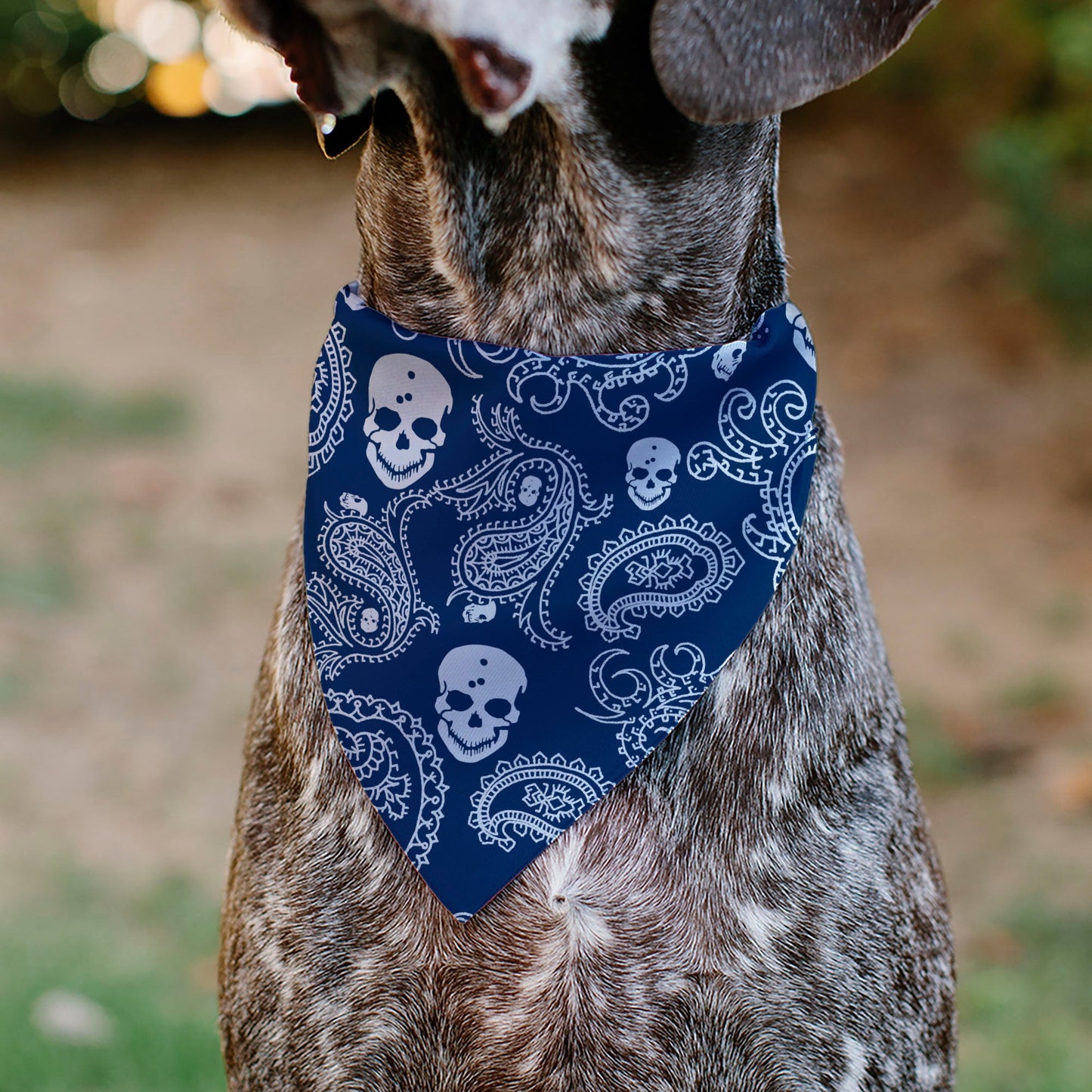 Pet Bandana - Bandana/Skulls Royal/White