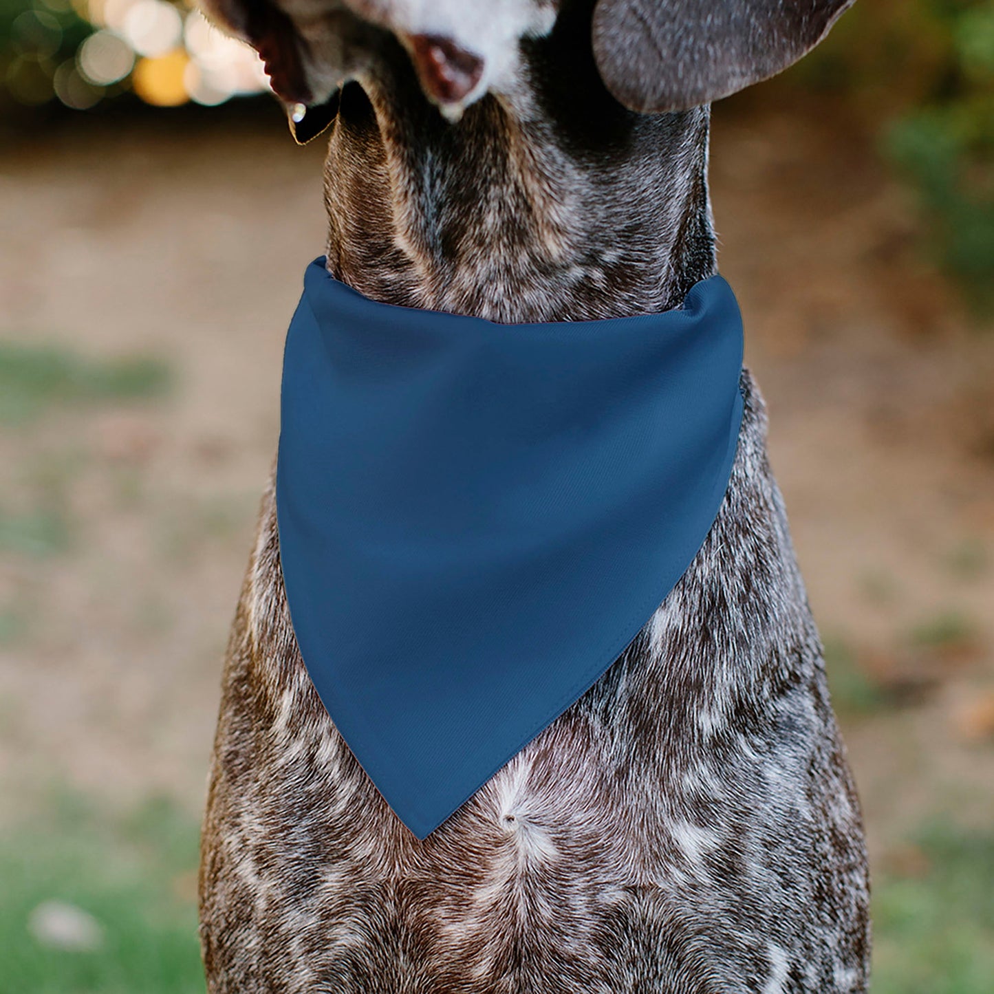 Pet Bandana - ADOPT ME Text and Paw Black/Lavender/Ivory