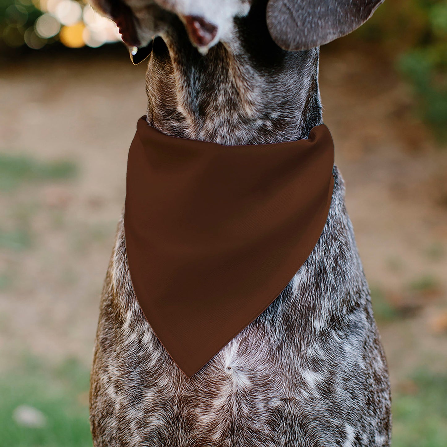 Pet Bandana - BIG BROTHER Text and Paw Browns