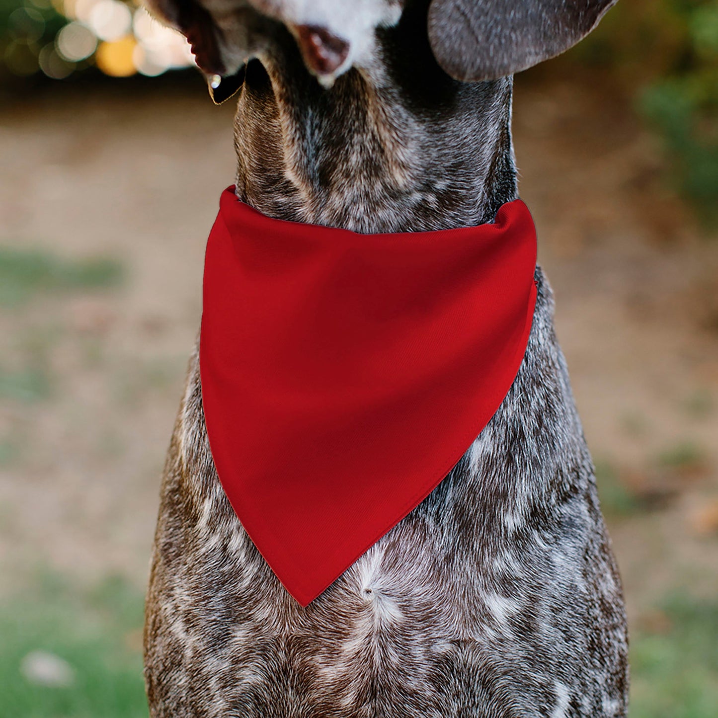 Pet Bandana - BIRTHDAY BOY Text Red/Yellow/Blue/White