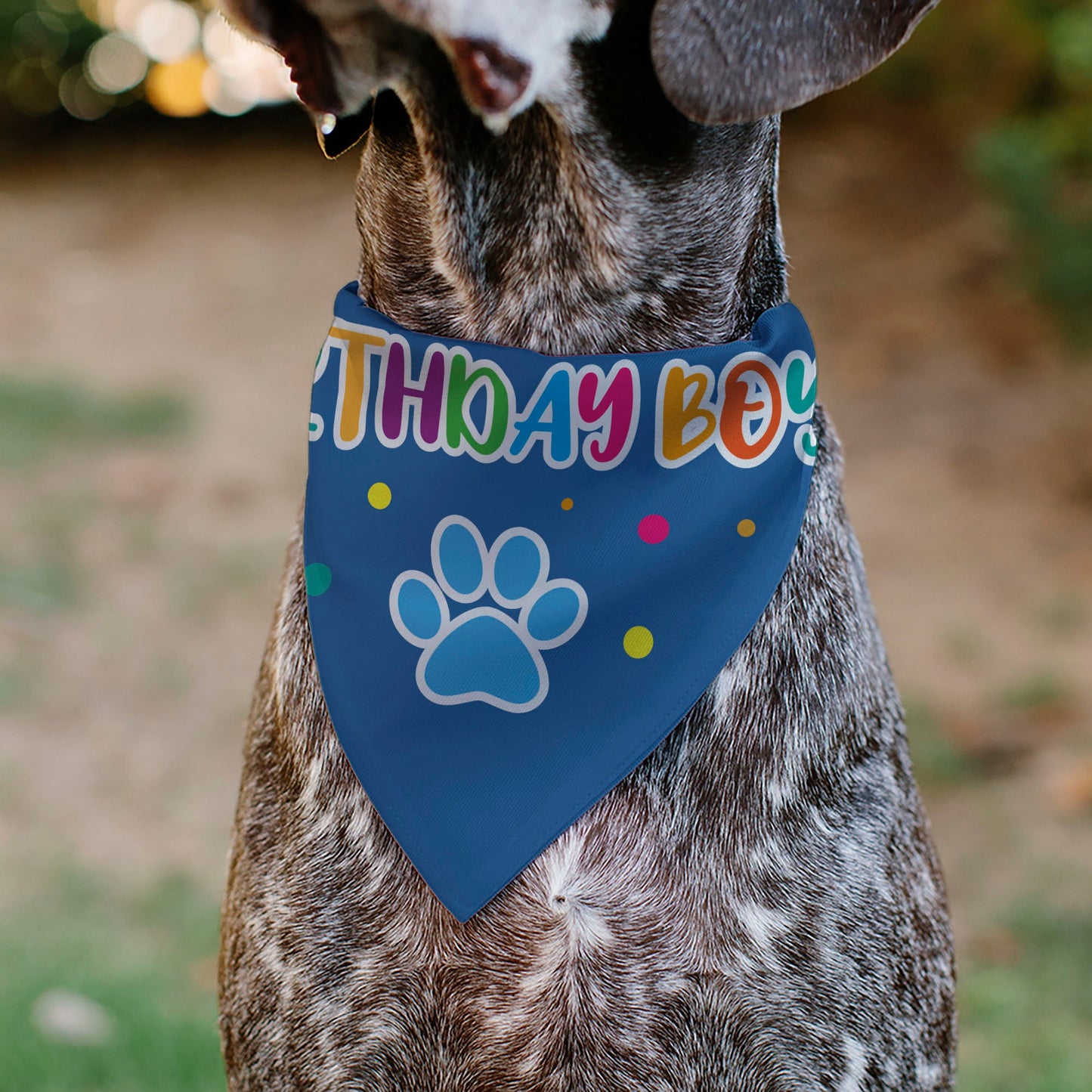 Pet Bandana - BIRTHDAY BOY Text Paw and Confetti Blue/Multi Color