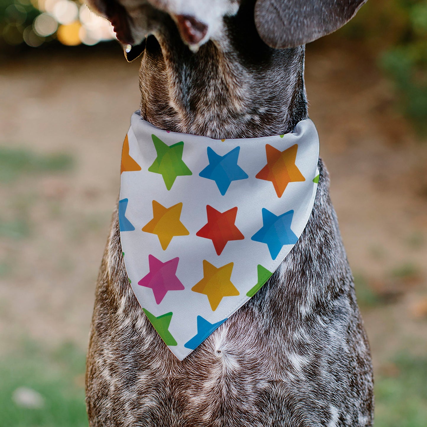 Pet Bandana - BIRTHDAY GIRL Text and Stars White/Multi Color