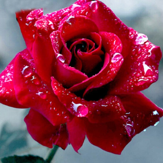 Red Rose